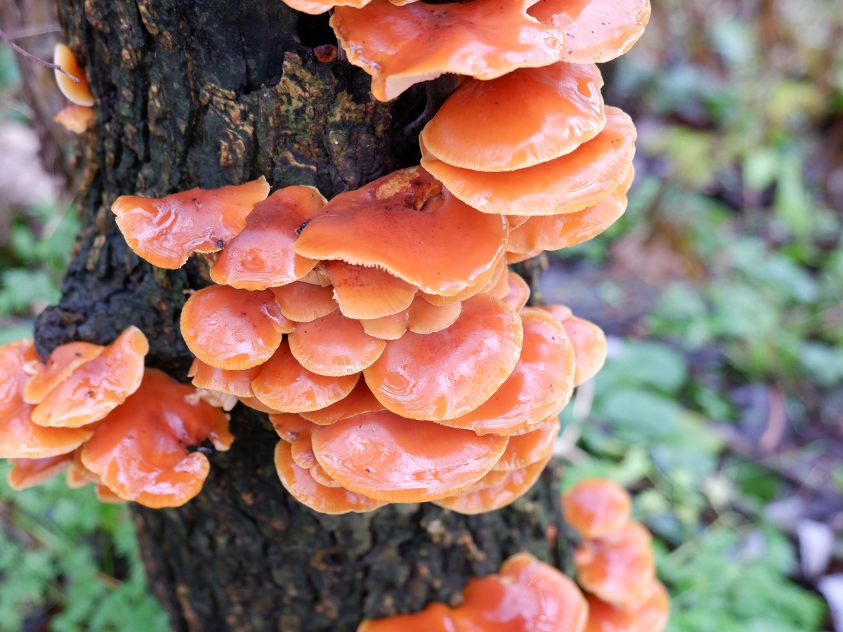 ‘Choosing Jewels’ and the pleasures of searching for fungi